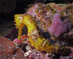 Riding A Roatan Wall Bareback 2007! This Seahorse rocked ... by Steven Anderson 